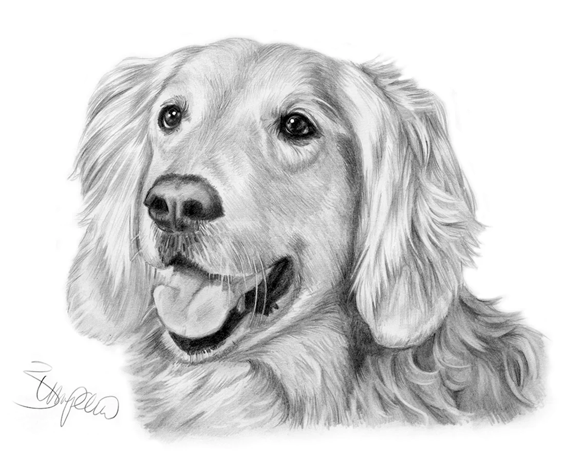 Собака рисунок карандашом. Красивые картинки животных