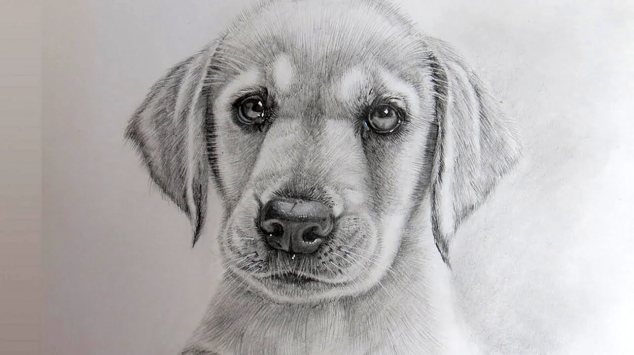 Собака рисунок карандашом. Красивое животное