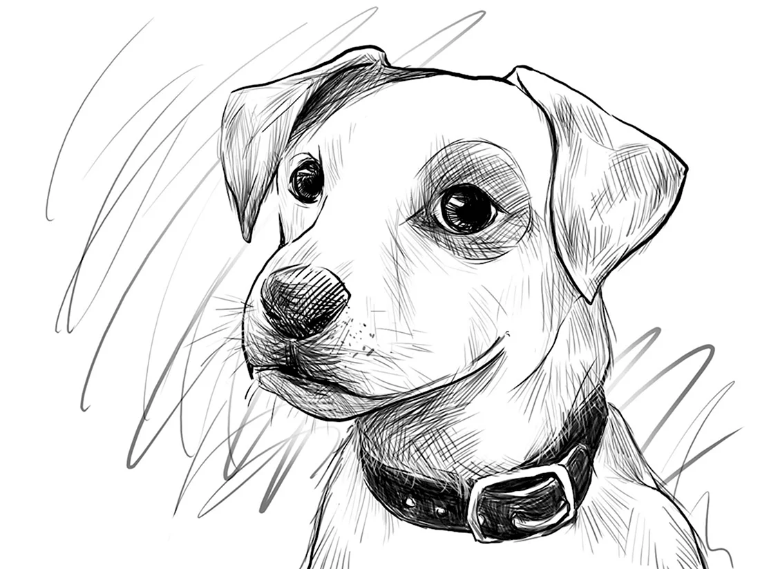 Собака рисунок карандашом. Красивые картинки животных