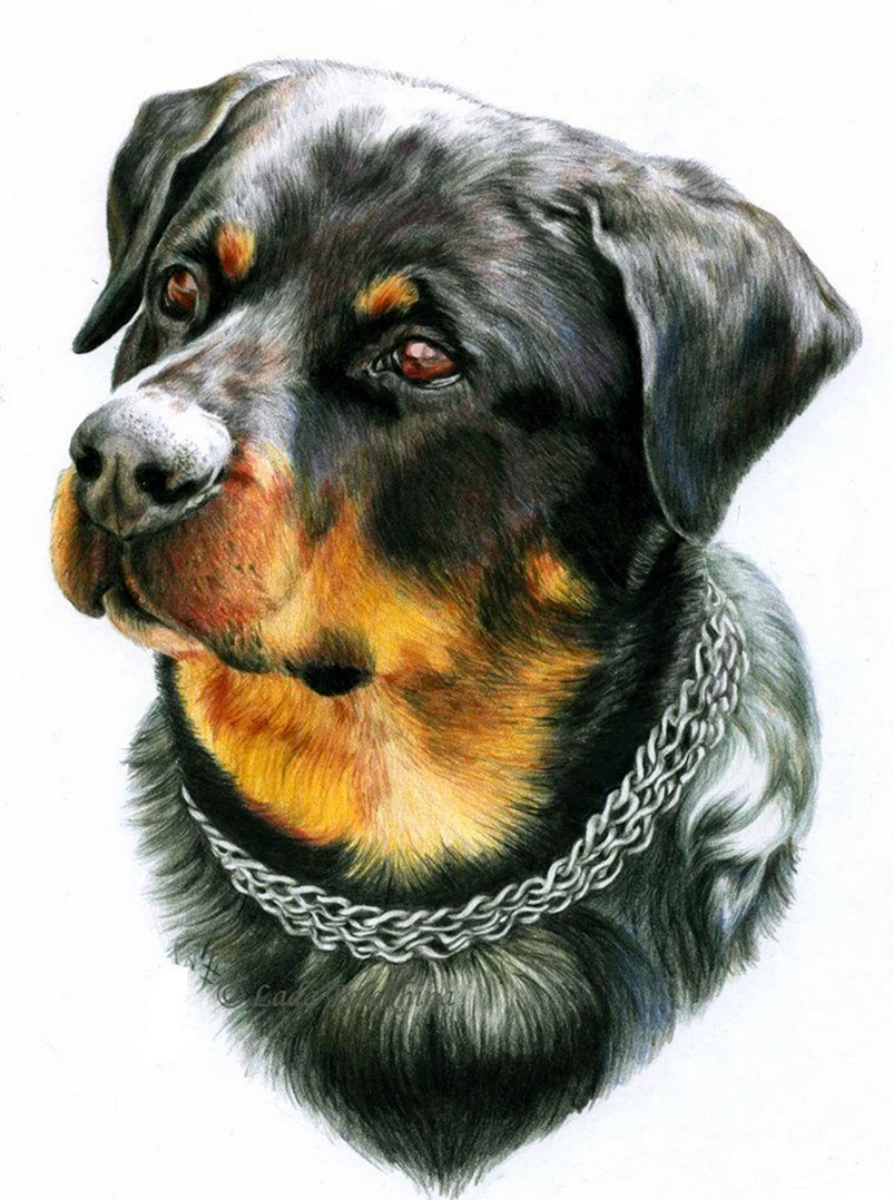 Собака ротвейлер карандашом. Красивые картинки животных