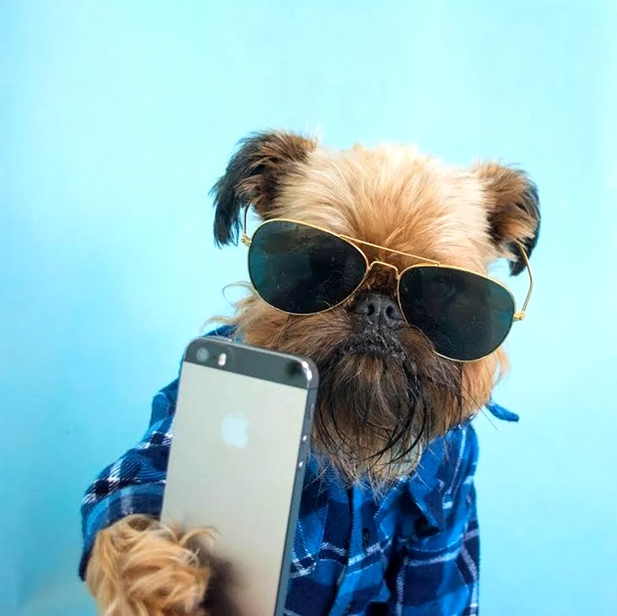 Собака с айфоном. Картинка