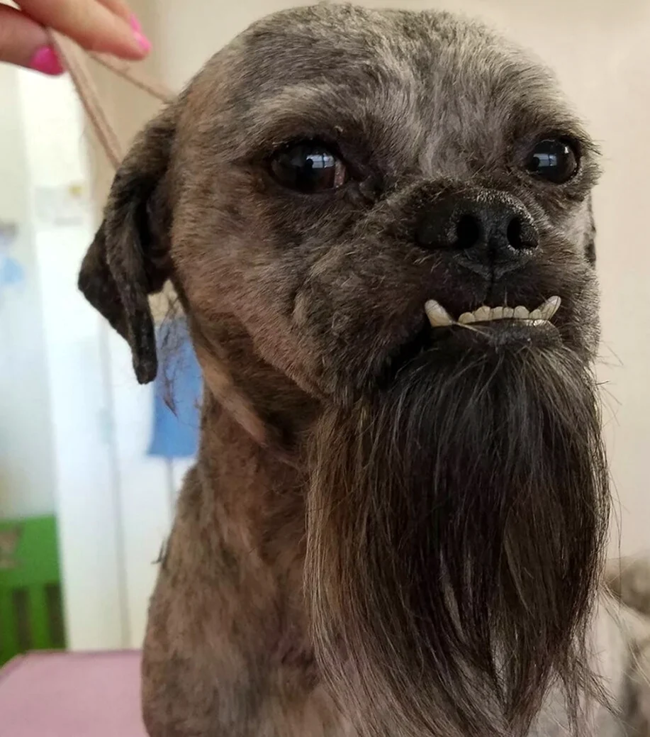 Собака с бородой. Красивое животное