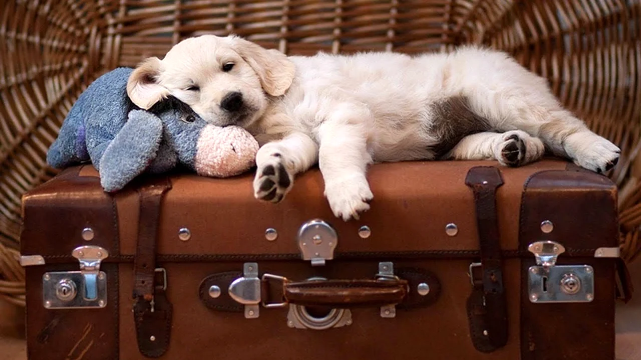 Собака с чемоданом. Картинка