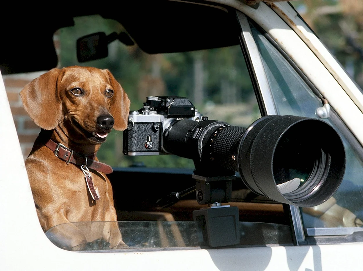 Собака с фотоаппаратом. Красивое животное