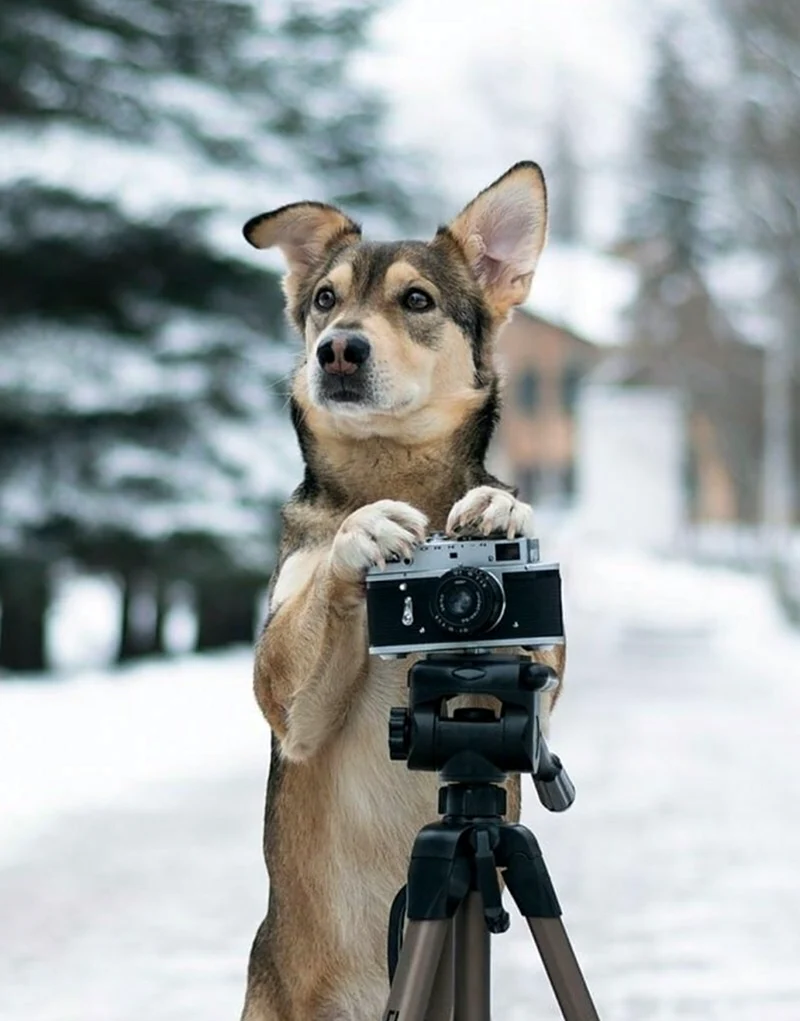 Собака с фотоаппаратом. Красивое животное