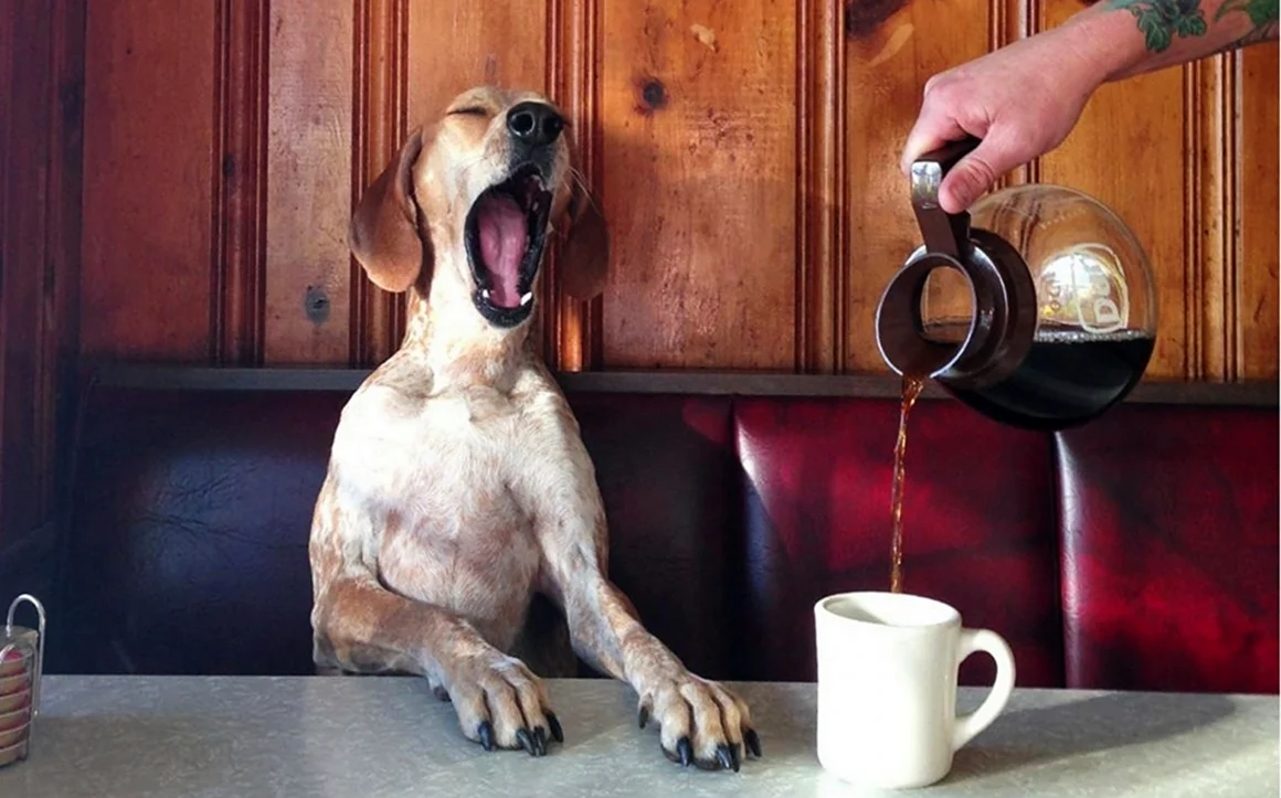 Собака с кофе. Картинка