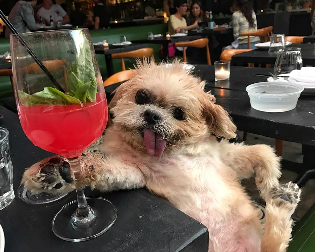 Собака с коктейлем. Прикольная картинка