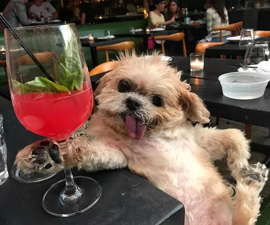 Собака с коктейлем. Красивое животное