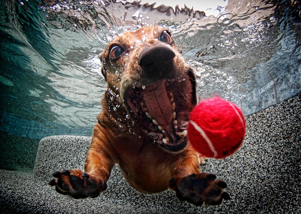 Собака с мячиком в воде. Красивое животное