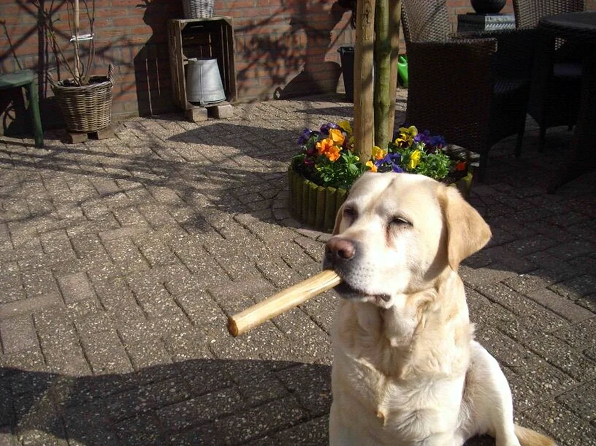 Собака с сигаретой. Красивое животное