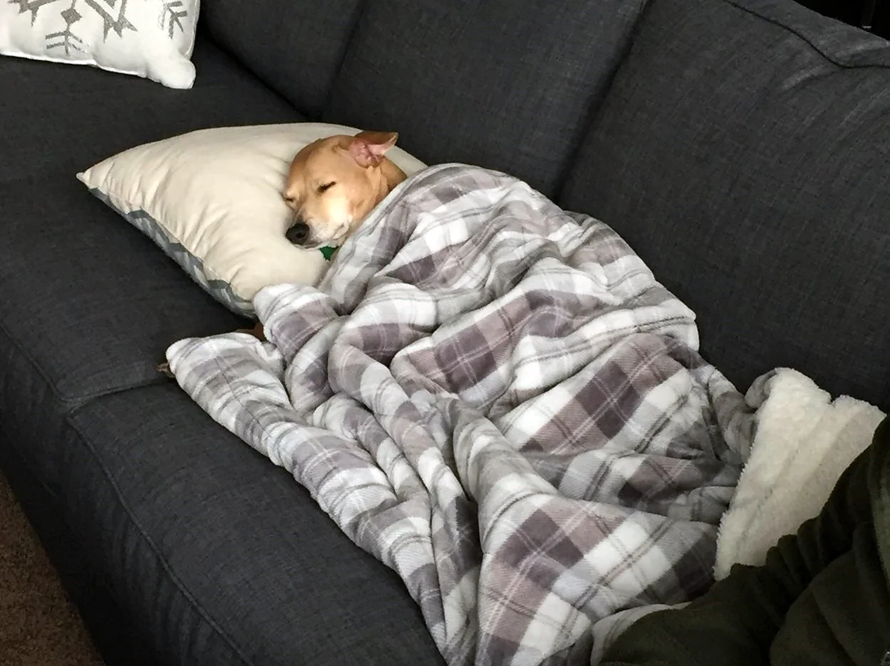 Собака спит под одеялом. Картинка