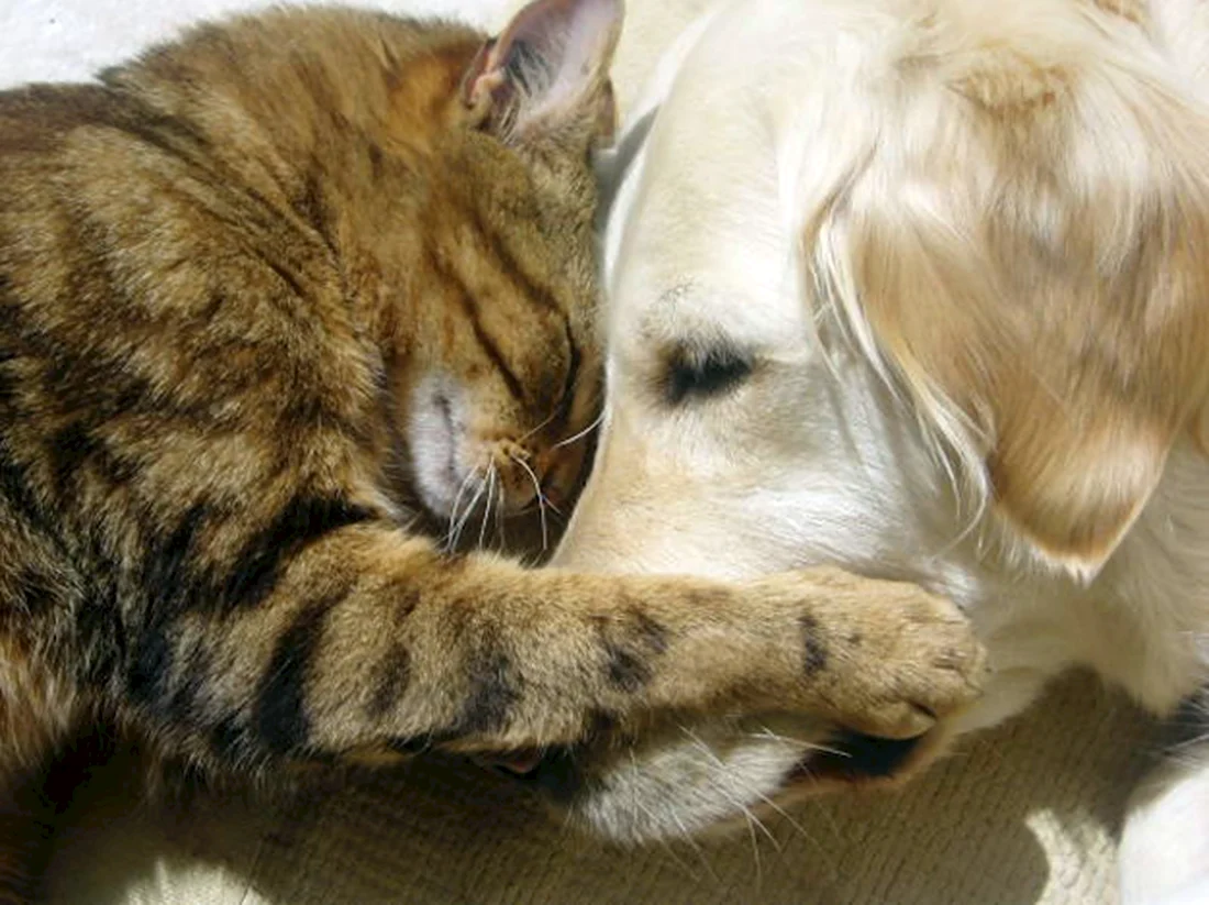 Собака целует кошку. Красивые картинки животных
