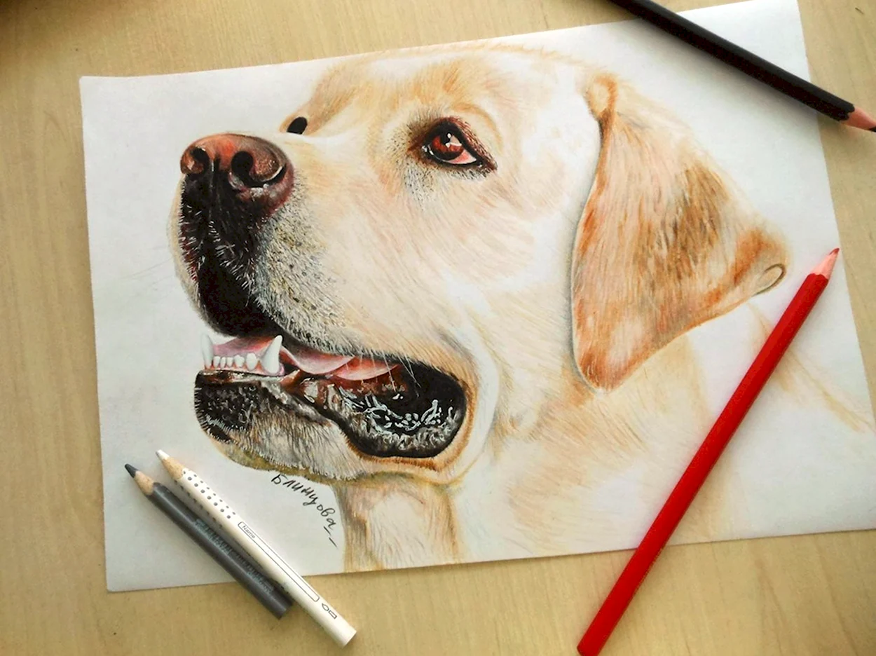 Собака цветными карандашами. Красивое животное