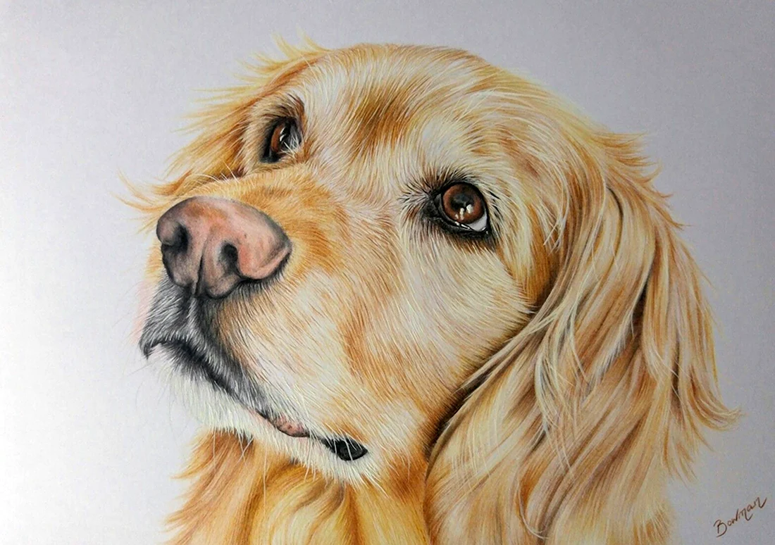 Собака цветными карандашами. Красивые картинки животных