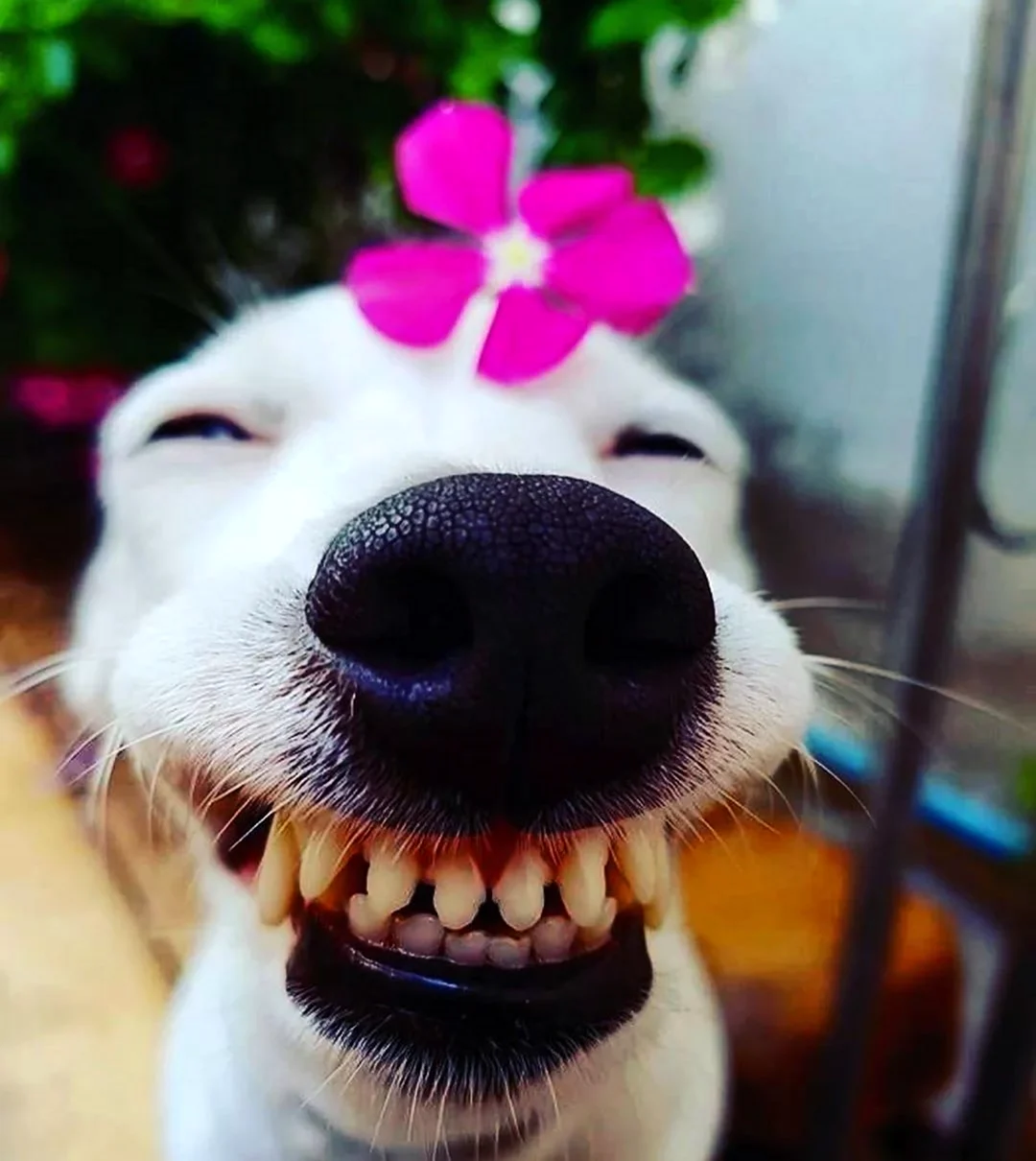 Собака улыбается. Красивое животное