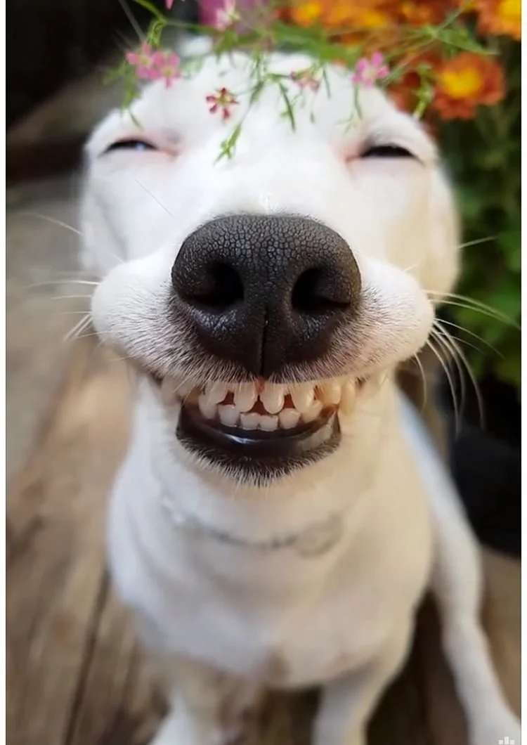 Собака улыбается. Красивое животное