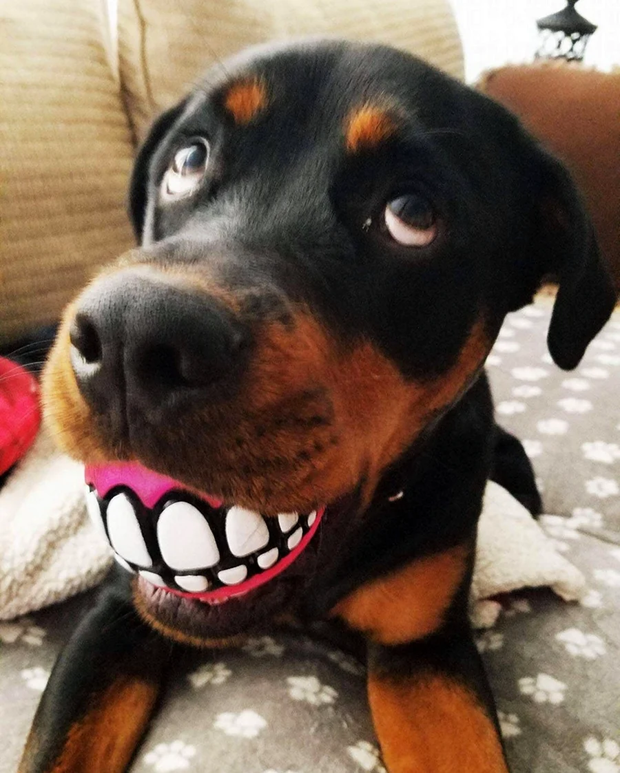 Собака улыбака ротвейлер. Красивое животное