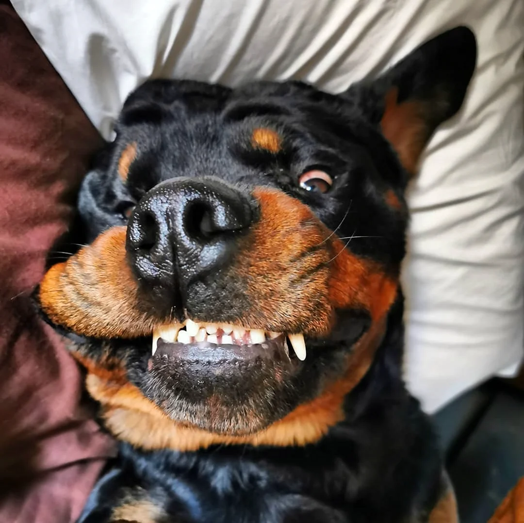 Собака улыбака ротвейлер. Красивое животное