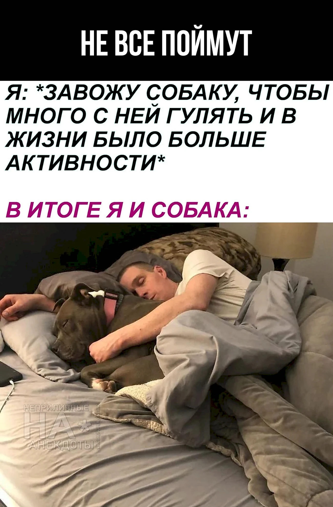 Собака в кровати с хозяином. Картинка