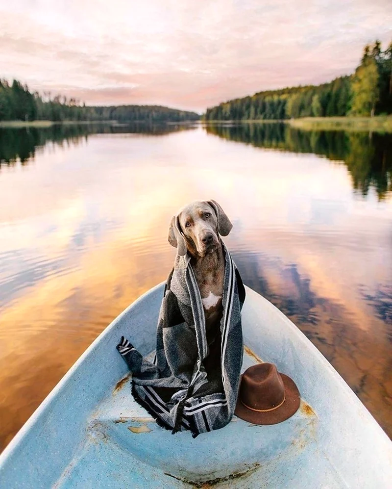 Собака в лодке. Картинка