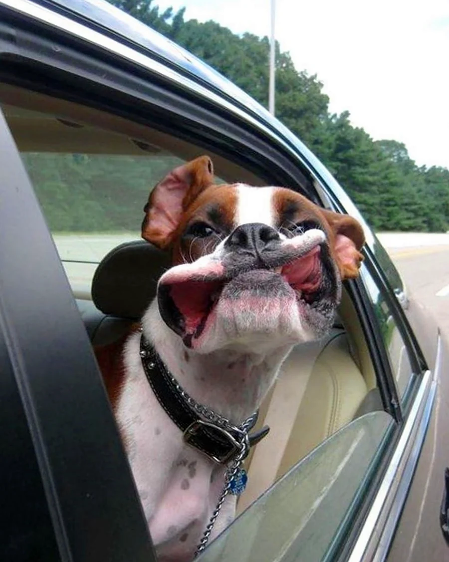 Собака в машине. Красивое животное