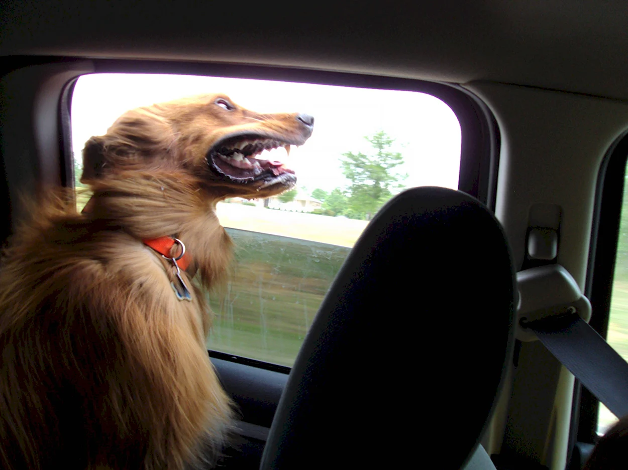 Собака в окне машины. Красивое животное