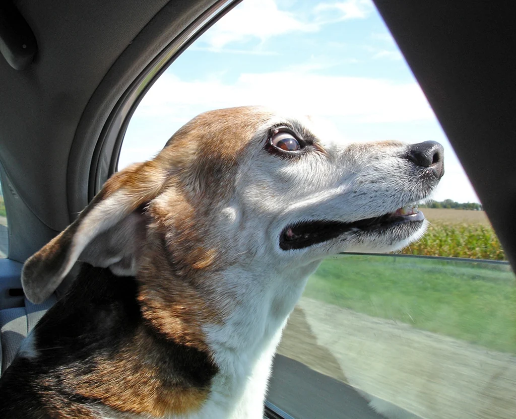 Собака в окне машины. Красивое животное