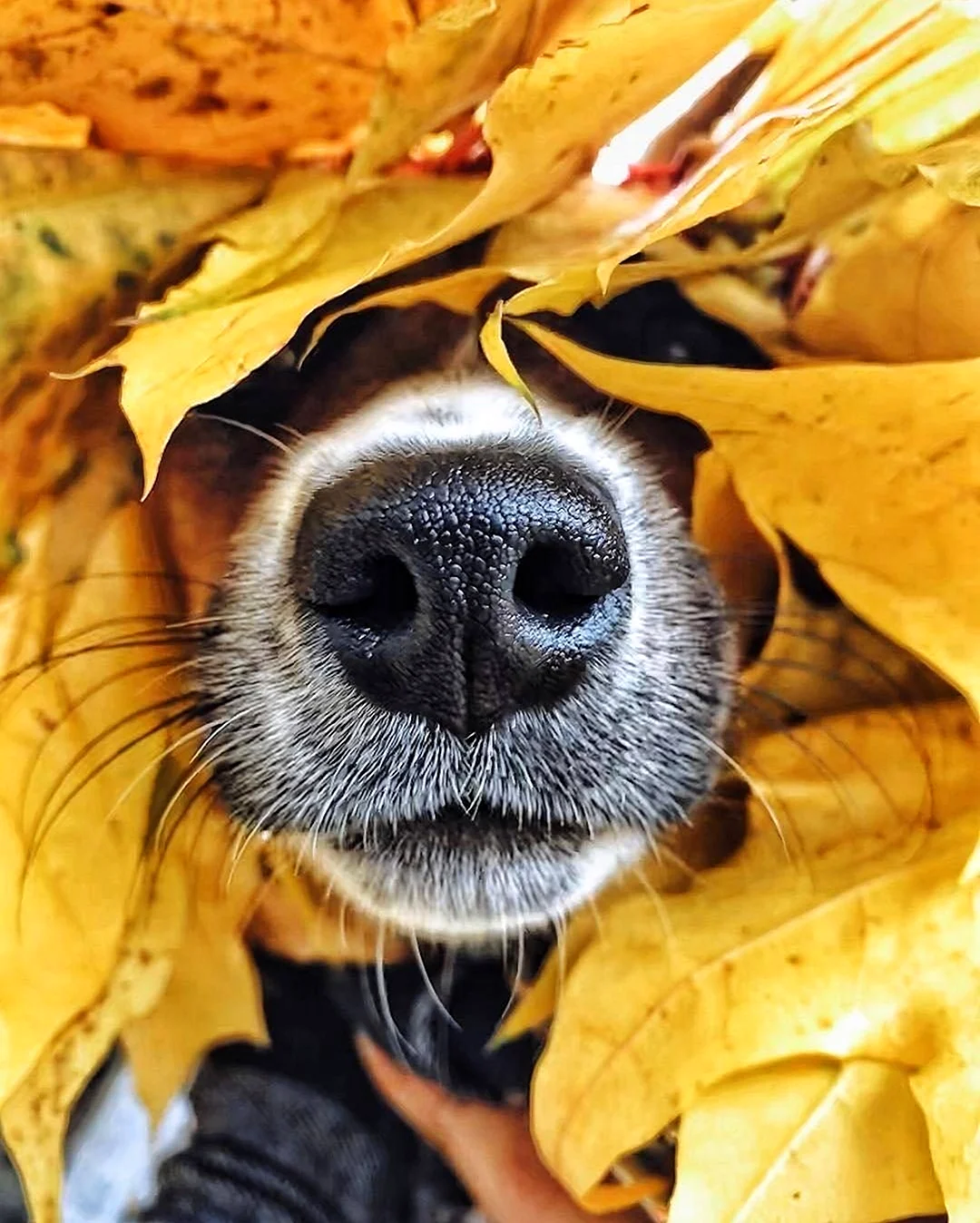 Собака в осенних листьях. Картинка
