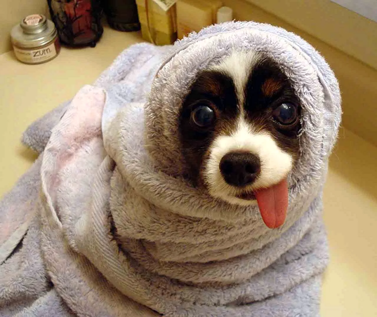 Собака в полотенце. Картинка