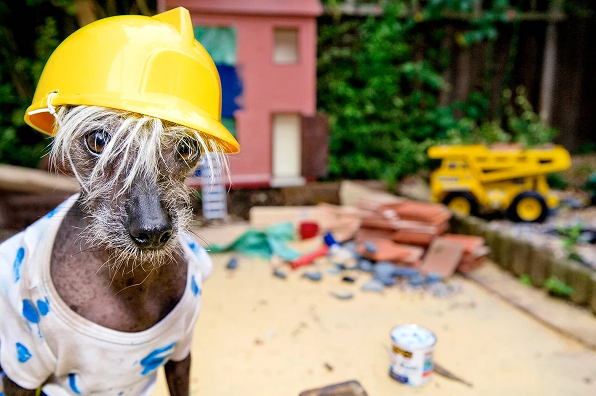 Собака в строительной каске. Прикольная картинка