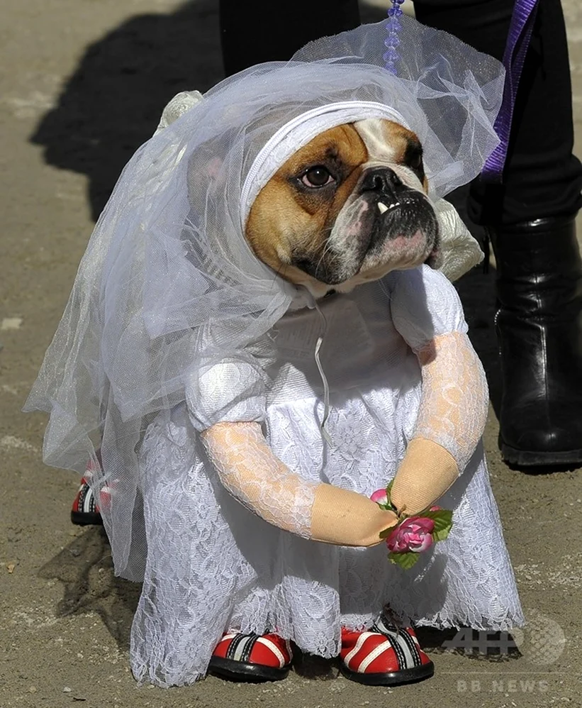 Собака в свадебном платье. Картинка