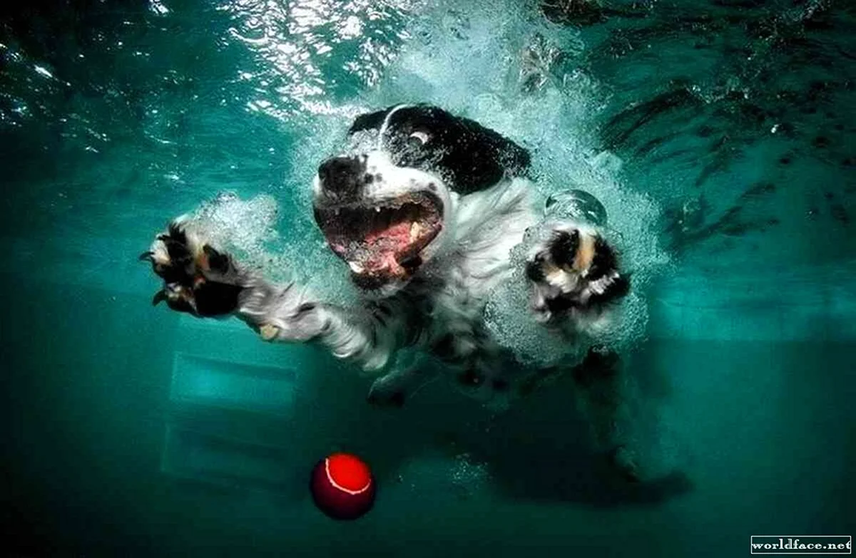 Собака в воде. Красивое животное