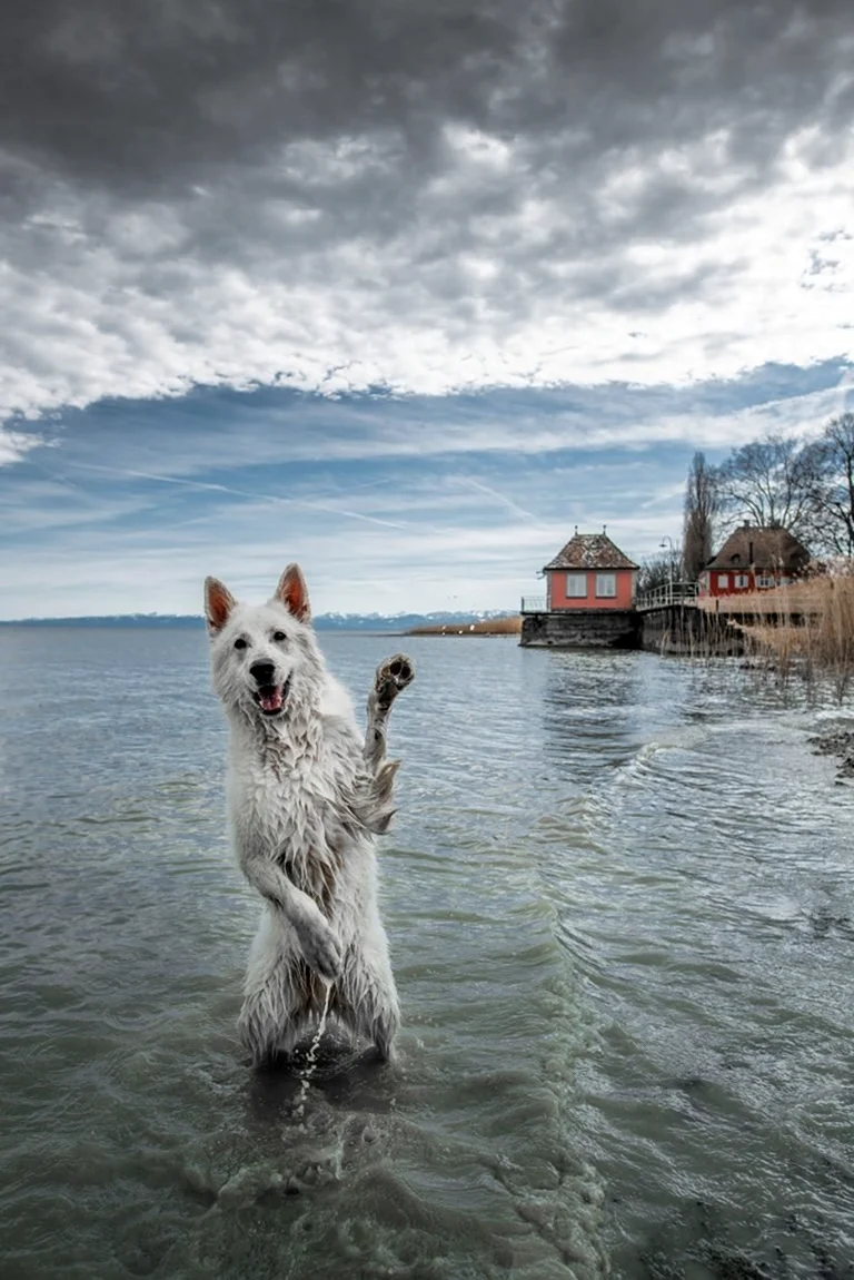 Собака в воде. Красивое животное