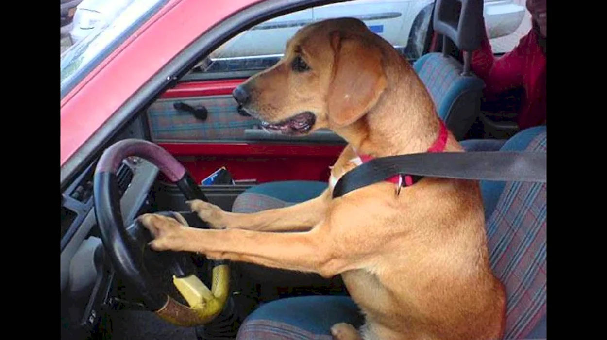 Собака водит машину. Красивое животное