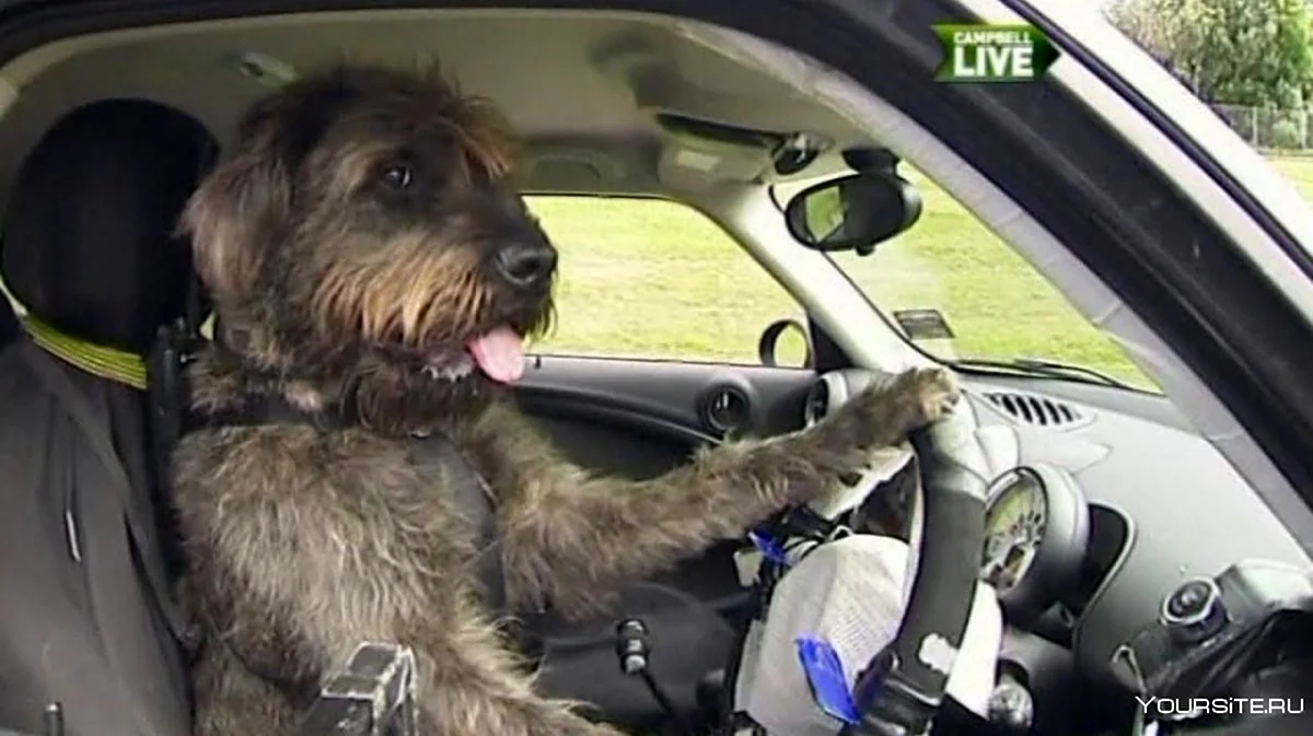 Собака водит машину. Красивое животное