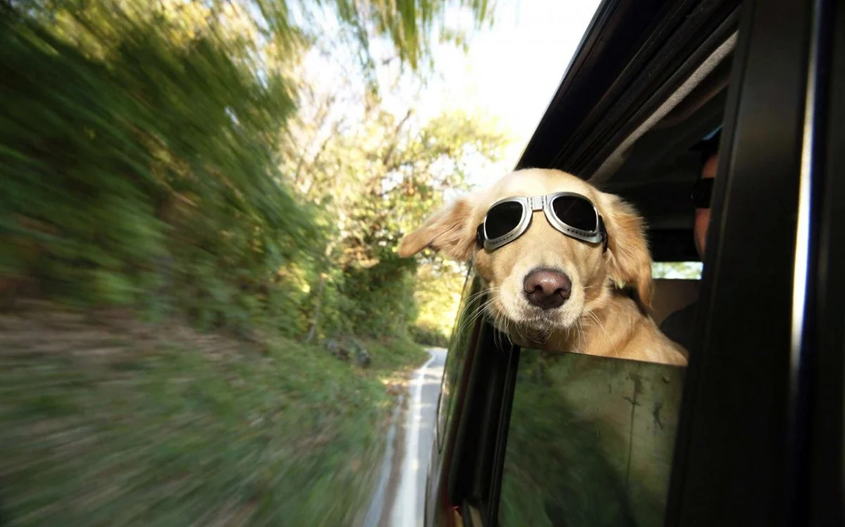 Собака выглядывает из окна машины. Красивое животное
