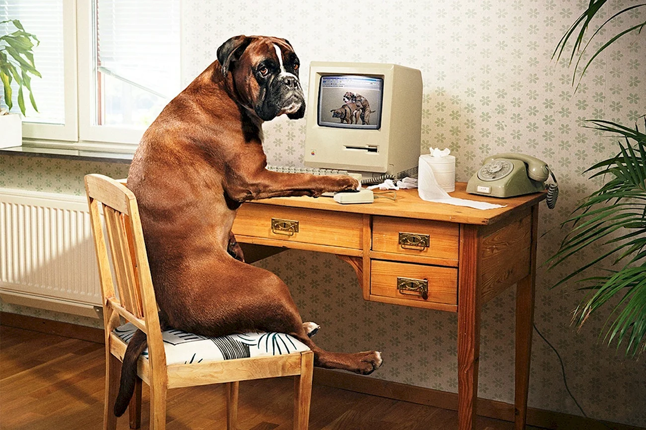 Собака за компьютером. Картинка