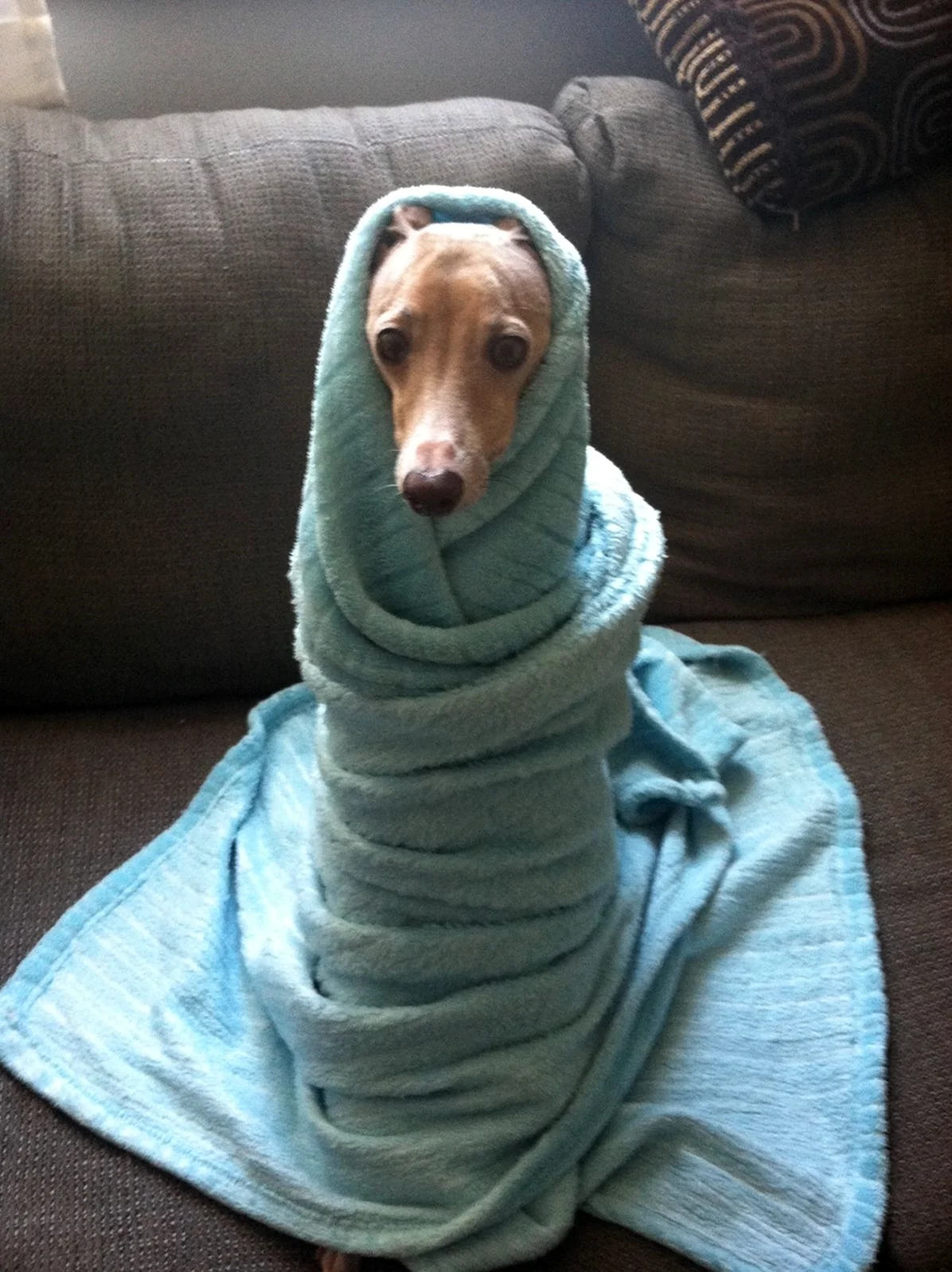 Собака завернутая в одеяло. Красивое животное