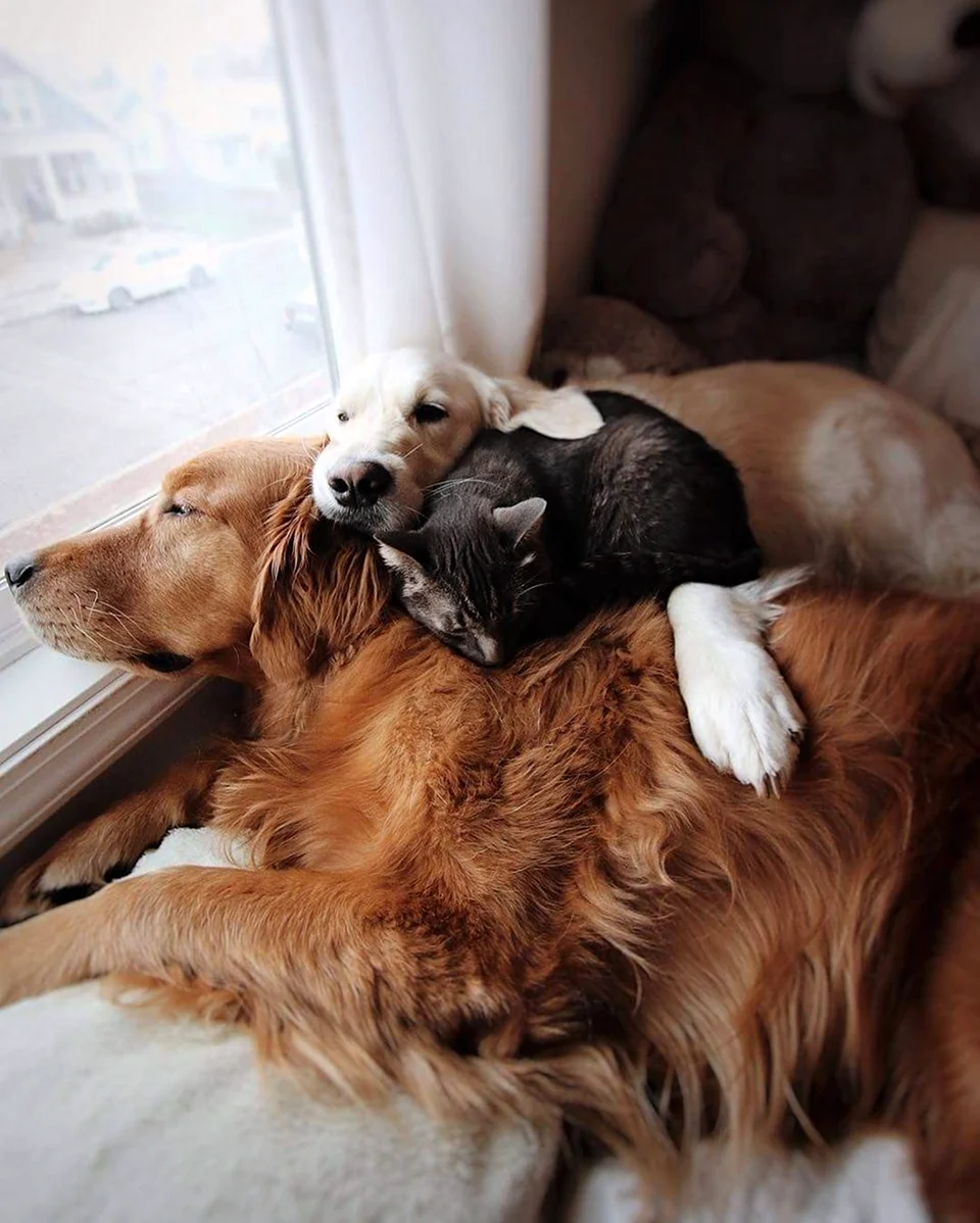 Собаки дружат. Красивые картинки животных