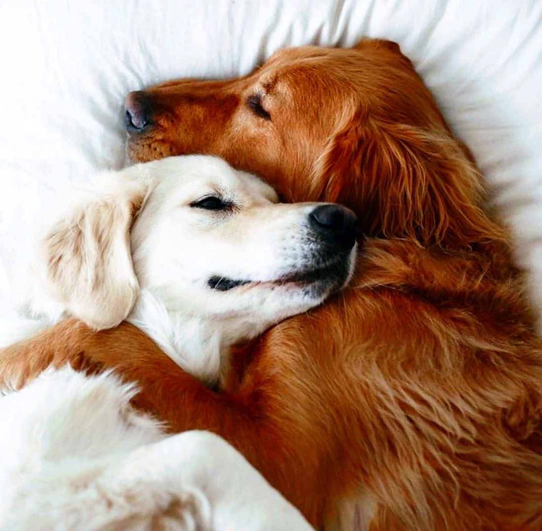 Собаки любовь. Красивые картинки животных