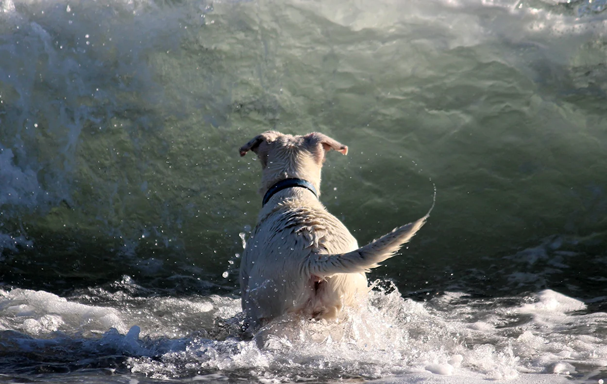 Собаки мокрые в море. Красивое животное