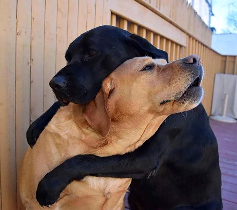 Собаки обнимаются. Красивое животное