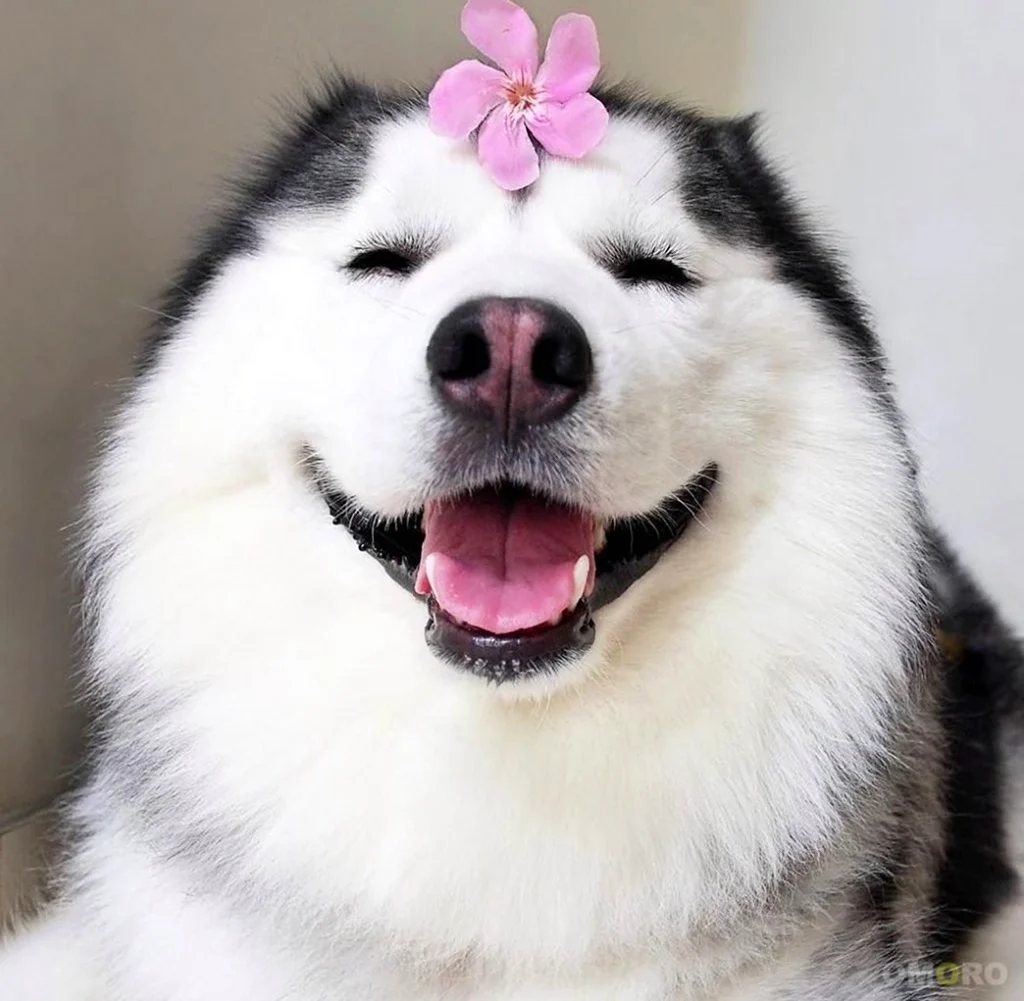 Собаки улыбаки хаски. Красивое животное