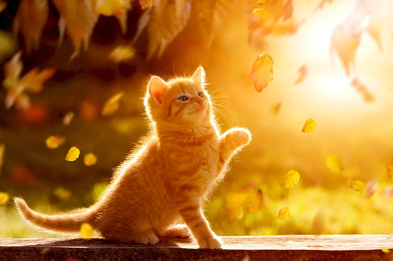 Солнечный котенок. Красивое животное
