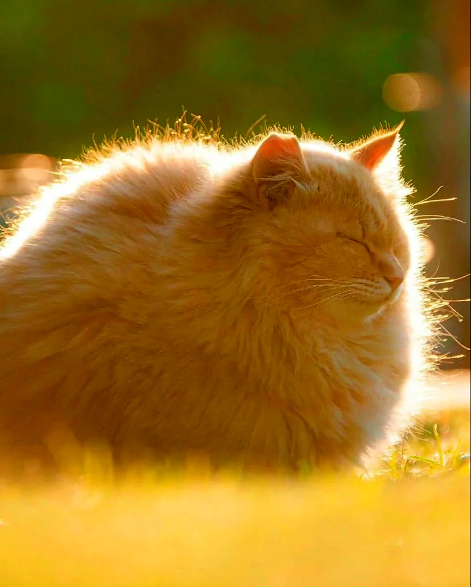 Солнечный котик. Красивое животное