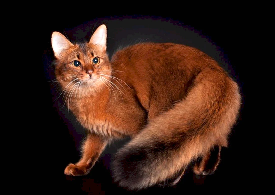 Сомалийская кошка. Красивые картинки животных