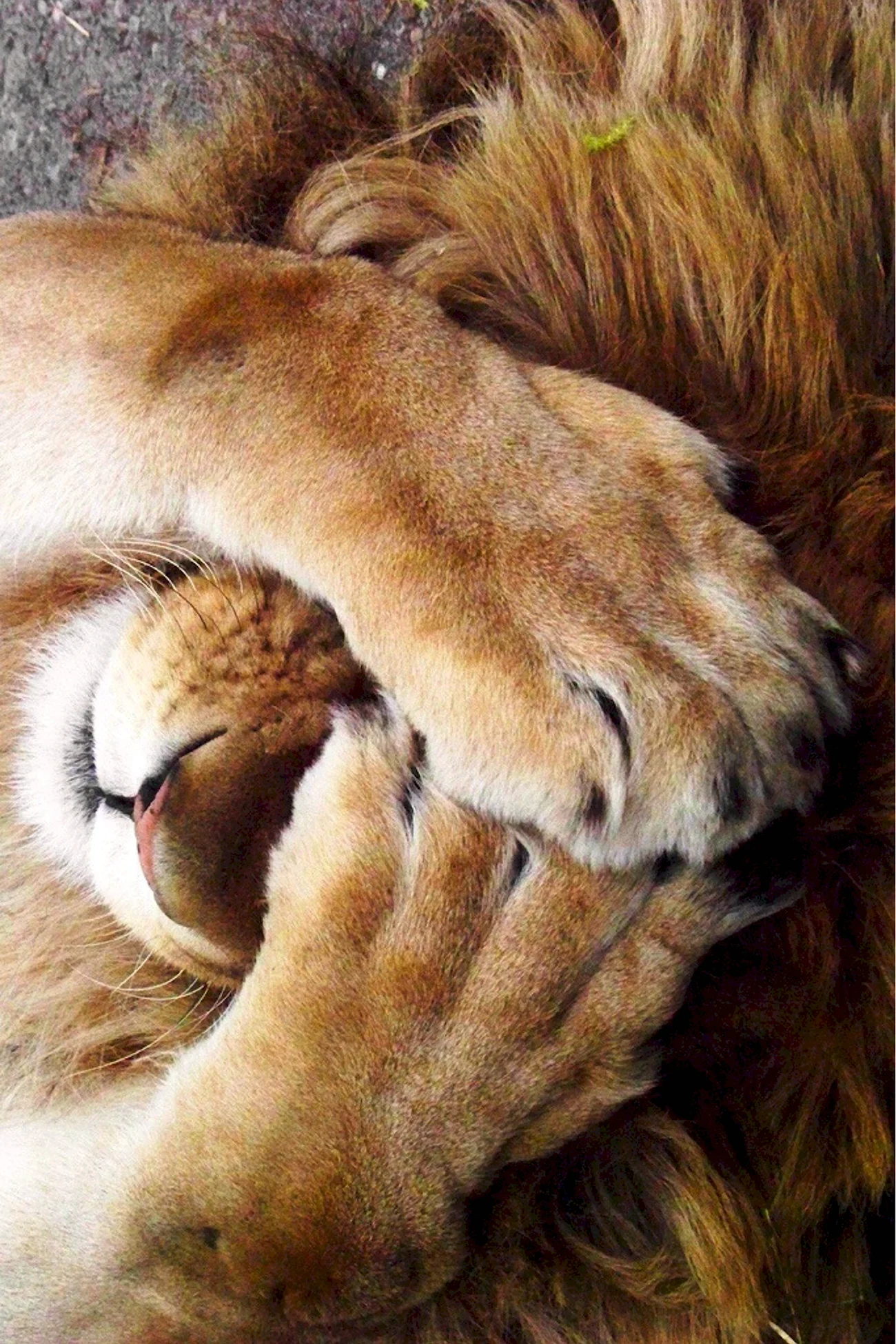 Сонный Львенок. Красивая картинка