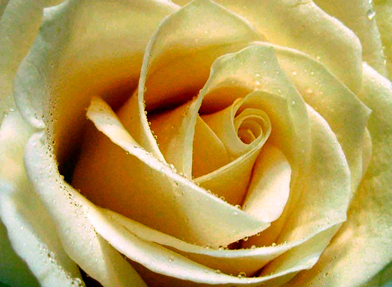 Сорт роз Пич Аваланш кремовый. Красивая картинка