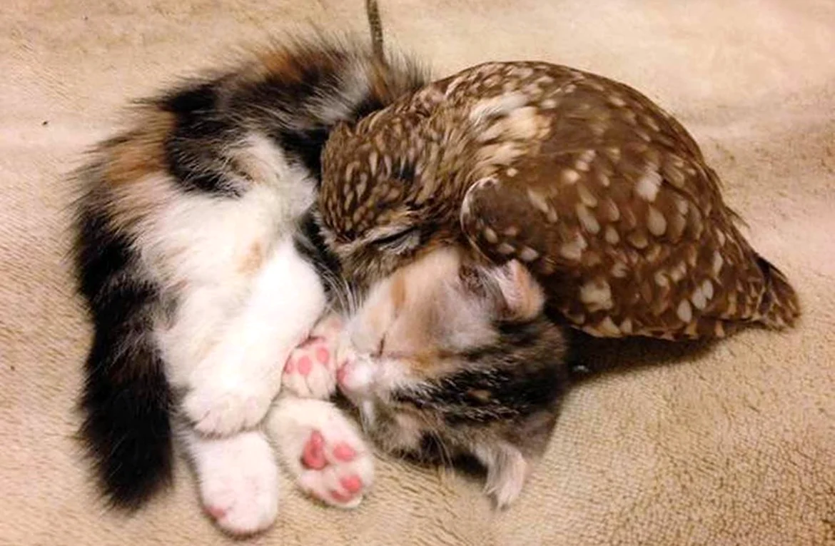 Совенок Фуку и котенок Маримо. Красивое животное