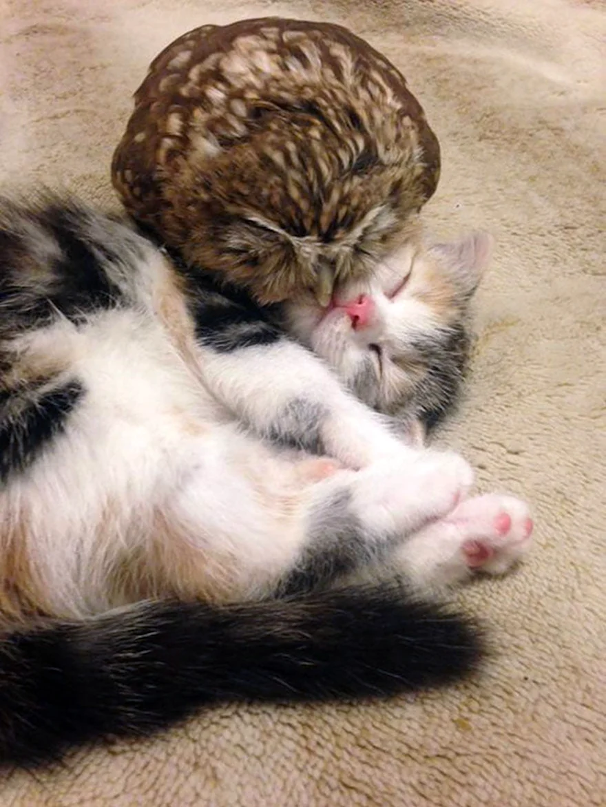 Совенок Фуку и котенок Маримо. Красивые картинки животных